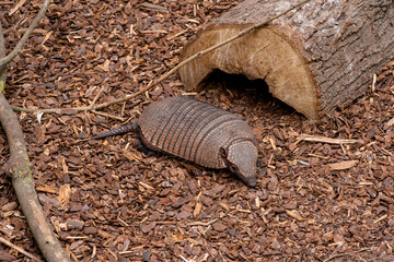 Cute armadillo sits on sawdust near lying big wooden trunk in wild area. Mammal animal with protective shell looks for food close view