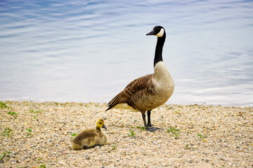 Canada goose with a chick on the shore of a lake. Branta canadensis.
