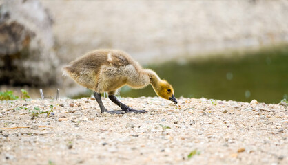 Young Canada goose chick forages on the shore of a lake. Branta canadensis.
