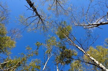Look up in the autumn forest