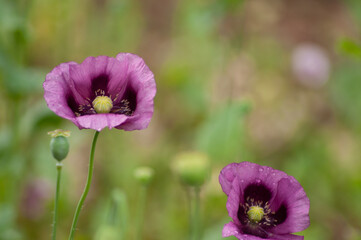 amazing purple poppies summer buds of summer flowers close up, floral background