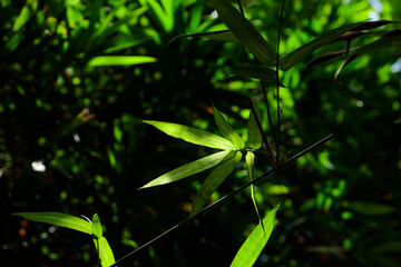 Bamboo tree and leaves - nature forest