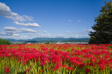 奈良一言主神社から九品寺の彼岸花
