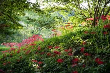 奈良一言主神社から九品寺の彼岸花