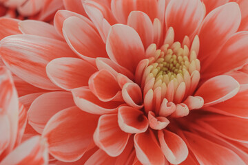 Colorful chrysanthemum flower macro shot. beautiful background.