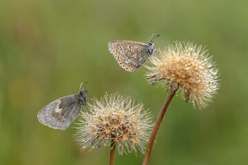 Chalkhill Blue and a Small Heath Butterfly roosting on a dandelion seed head
