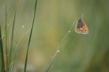 Small Heath Butterfly - Coenonympha pamphilus