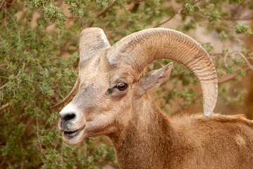 Borrego cimarrón ram México 