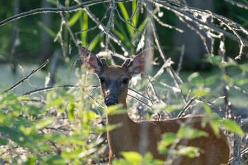 young white tailed deer button buck is spotted in the woods near the trail