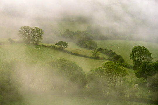 Trees in the mist - Symondsbury, Bridport, Dorset, UK