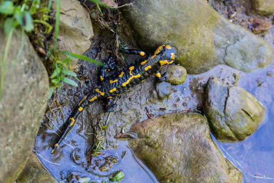 Fire salamander (Salamandra salamandra) - black amphibia with yellow spots or stripes to a varying degree