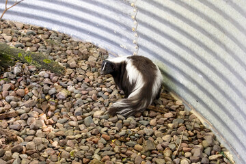 The Striped skunk (Mephitis mephitis) near the human dwelling 