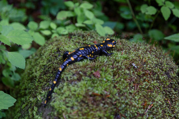 Fire salamander (Salamandra salamandra) - black amphibia with yellow spots or stripes to a varying degree