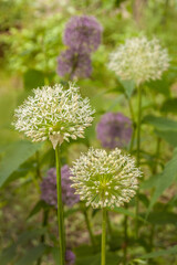 Blooming   alliums "Mont Blanc" and   "Aflatunense"  in the garden