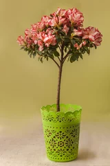 Fotobehang Blooming  stam tree of red and white azalea ( Rhododendron ) in green  pot © Olesia Sarycheva
