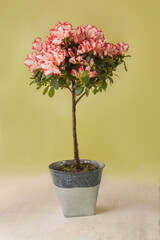 Blooming  stam tree of red and white azalea ( Rhododendron ) in vintage  pot