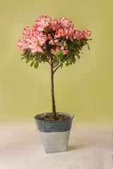 Foto op Canvas Blooming  stam tree of red and white azalea ( Rhododendron ) in vintage  pot © Olesia Sarycheva