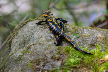 Fire salamander (Salamandra salamandra) - black amphibia with yellow spots or stripes to a varying degree