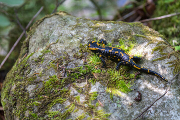 Fire salamander (Salamandra salamandra) with yellow spots on the stone in the forests in the mountains - obrazy, fototapety, plakaty