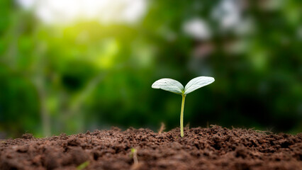 The seedlings grow from fertile soil and the morning sun shines. Ecology and ecological balance...