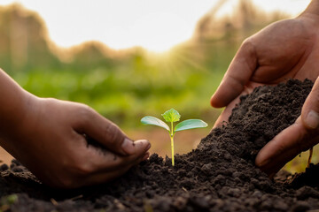 Trees in the hands of humans help to plant trees in the soil. The concept of reforestation and environmental protection.