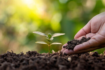 Farmers plant trees and take care of them with farmers' hands. resource conservation and the concept of planting trees and caring for the environment.