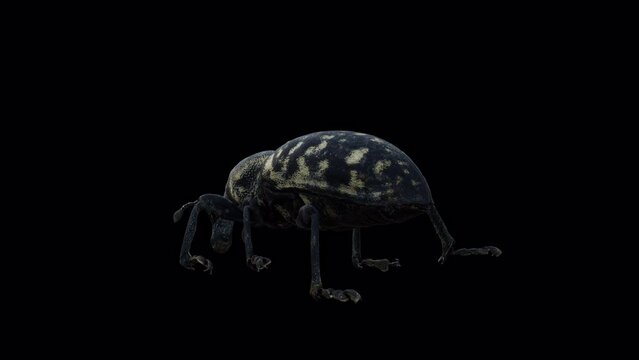 İnsect – Liparus Glabrirostris Back Side View, Animation.3840×2160.05 Second Long.Transparent Alpha video.LOOP.