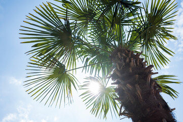 Beautiful palm tree with leaves in the backlight of the sun against a blue sky. Bottom view.
