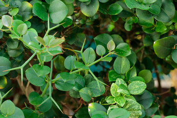 Tropical growing green succulent leaves nature texture pattern