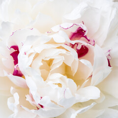 Selective soft focus, close up of white peony petals.
