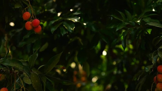 red and sweet lychee on tree