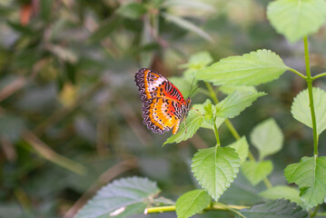 beautiful and colorful butterfly
