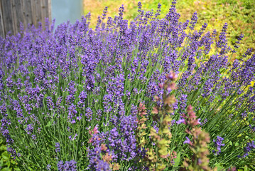 blooming lavender plants and pollinating bees