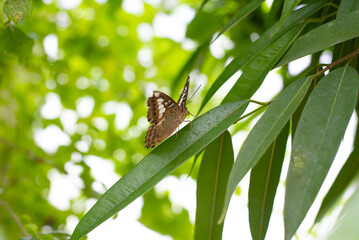 beautiful and colorful butterfly
