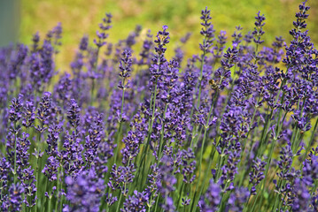 blooming lavender plants and pollinating bees