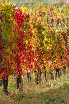 Autumnal vineyard in Ligurian Alps, Province of Imperia, Italy