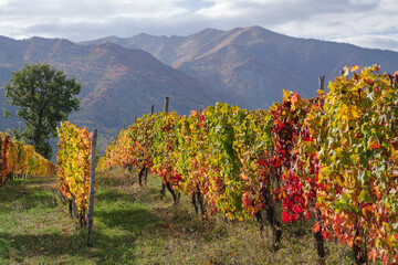 Autumnal vineyard in Ligurian Alps, Province of Imperia, Italy - 514221956