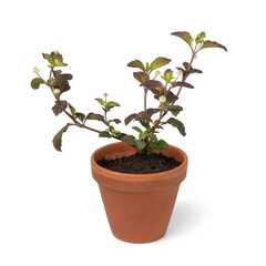 Aztec sweet herb plant with white flowers isolated on white background