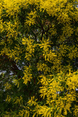 Fototapeta premium koelreuteria elegans yellow tree blooming in garden 
