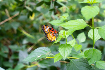 beautiful and colorful butterfly
