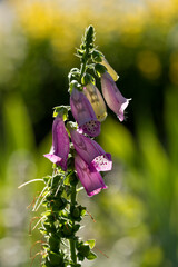 Purple foxglove flowers against a background of greenery © Joanna Posiak