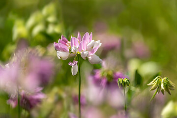 Obraz na płótnie Canvas Purple meadow flowers surrounded by greenery