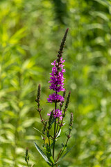 Purple flower on a background of green grass