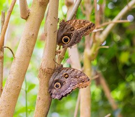 beautiful and colorful butterfly

