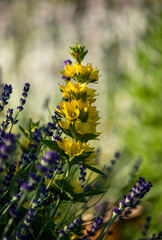 Yellow flowers surrounded by lavender flowers