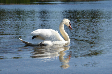 Stolzer Schwan schwimmt über den See