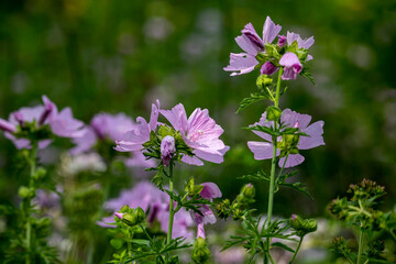 Purple meadow flowers surrounded by greenery