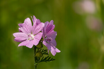 Fototapeta premium Purple meadow flowers surrounded by greenery