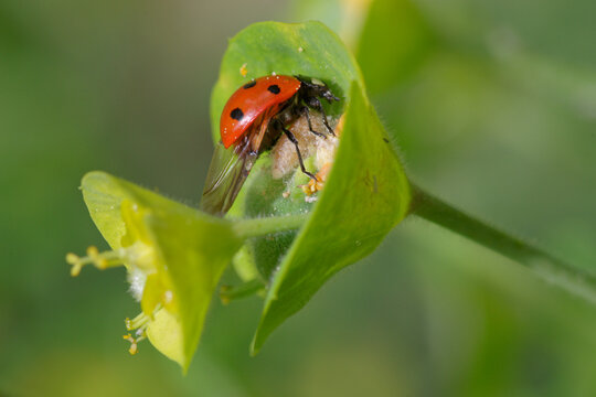 An Asian ladybug (Harmonia axyridis) guarding the coccoon of its parasite, a braconid wasp (Dinocampus coccinellae)
