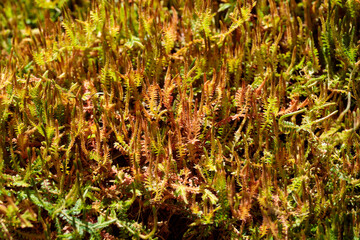 Tropical growing green leaves nature texture pattern
